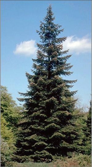 Sapin géant — photo 2