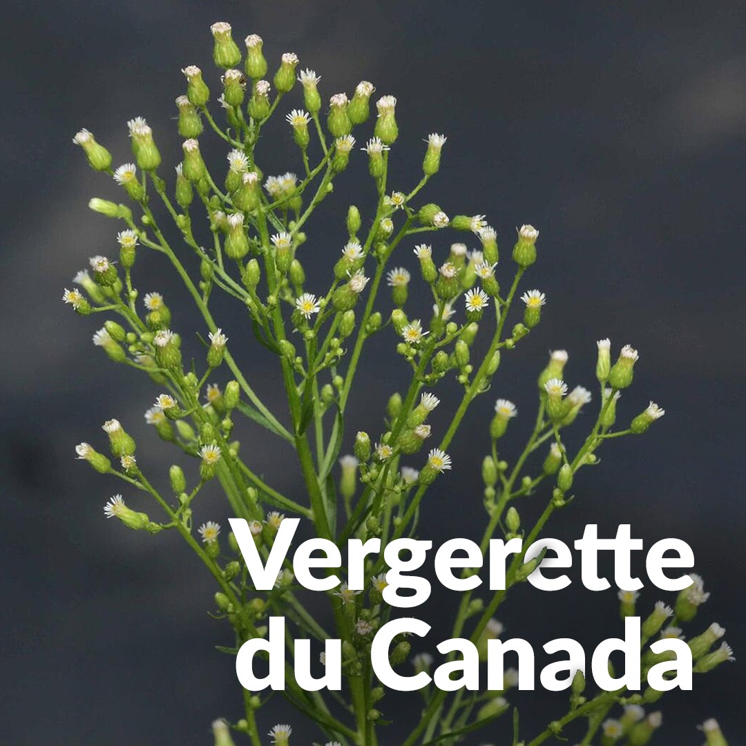 Vergerette du Canada