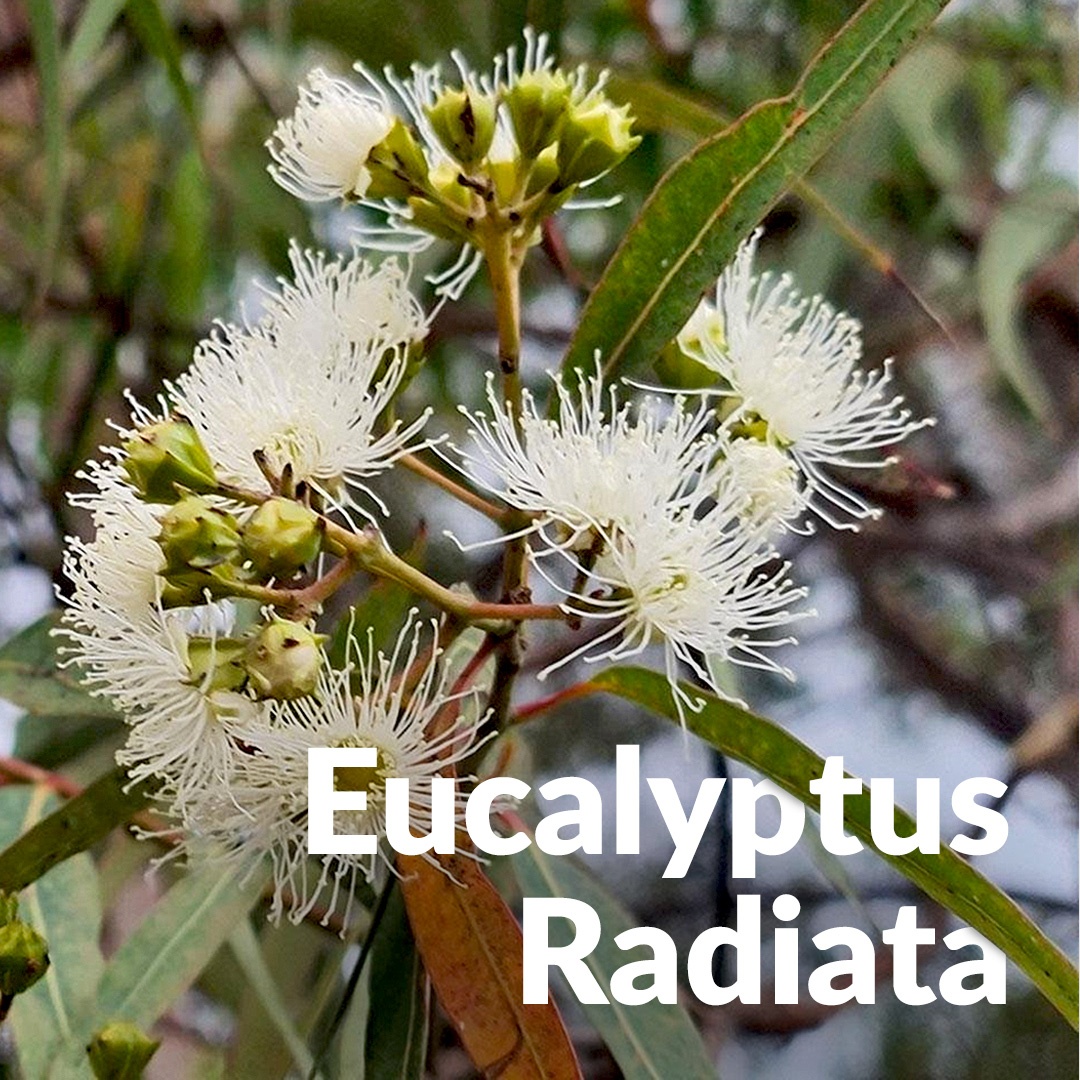 Eucalyptus radié