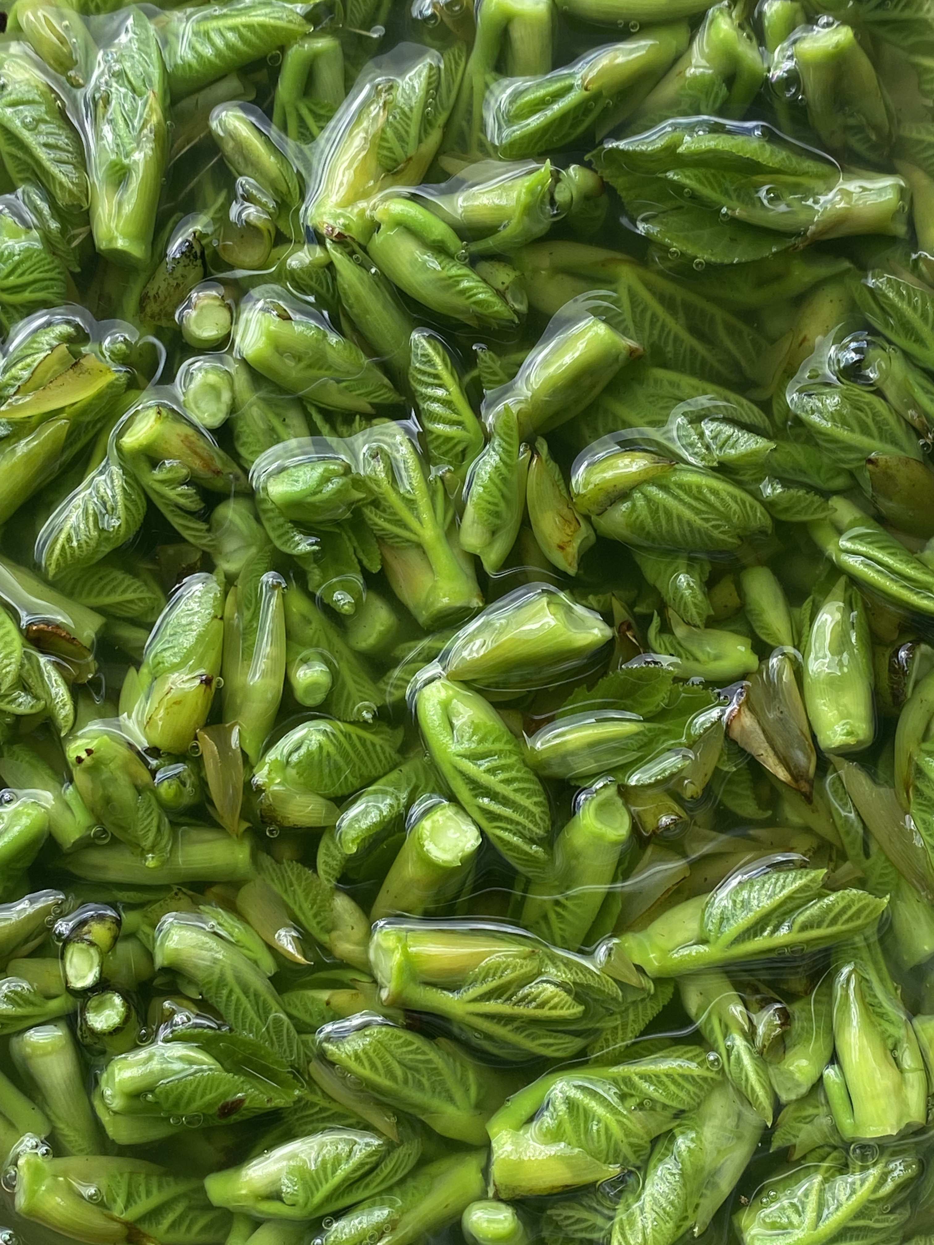 Decouvrez la distillation Macérat de bourgeons bio Figuier 100% Bio et Artisanal