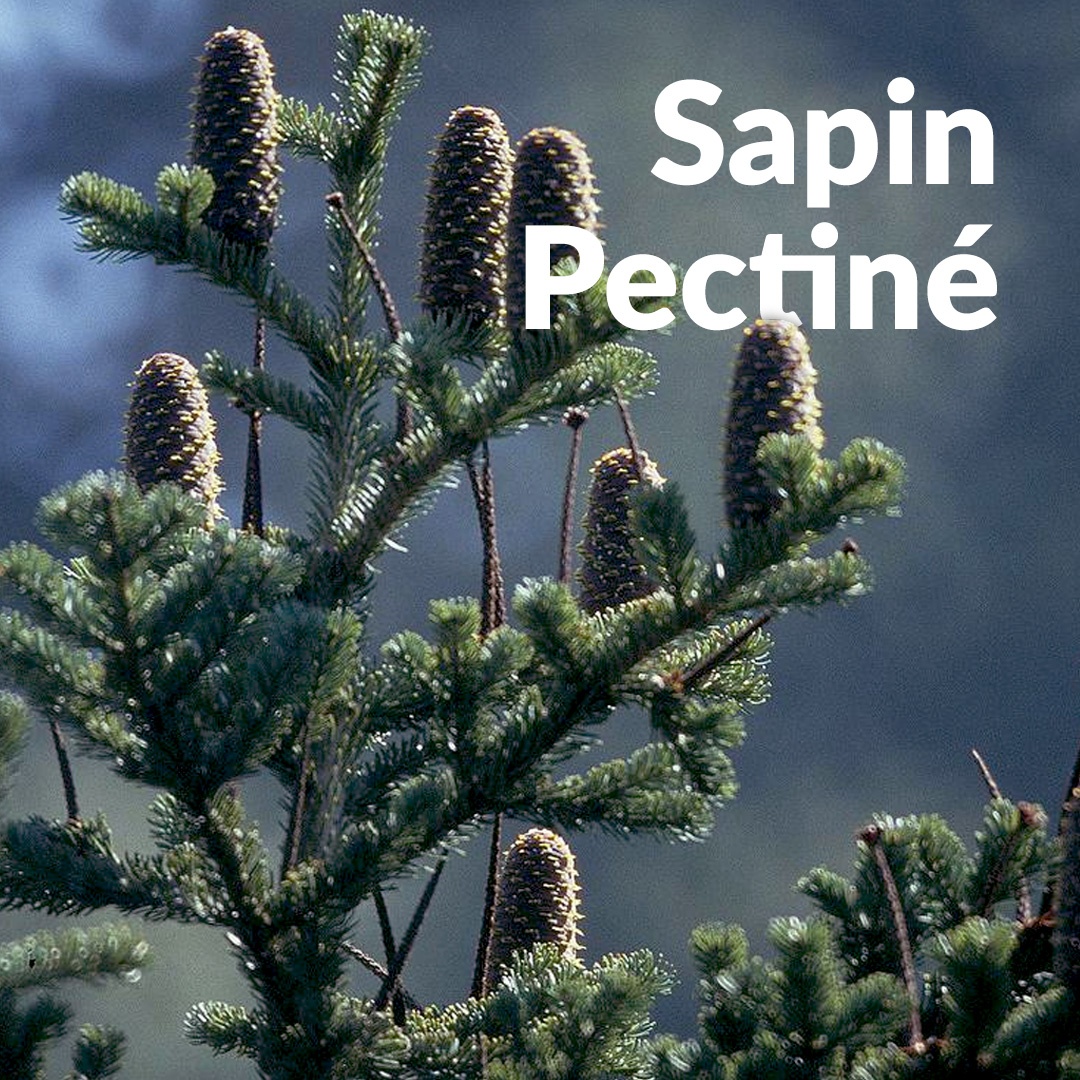 Sapin pectiné
