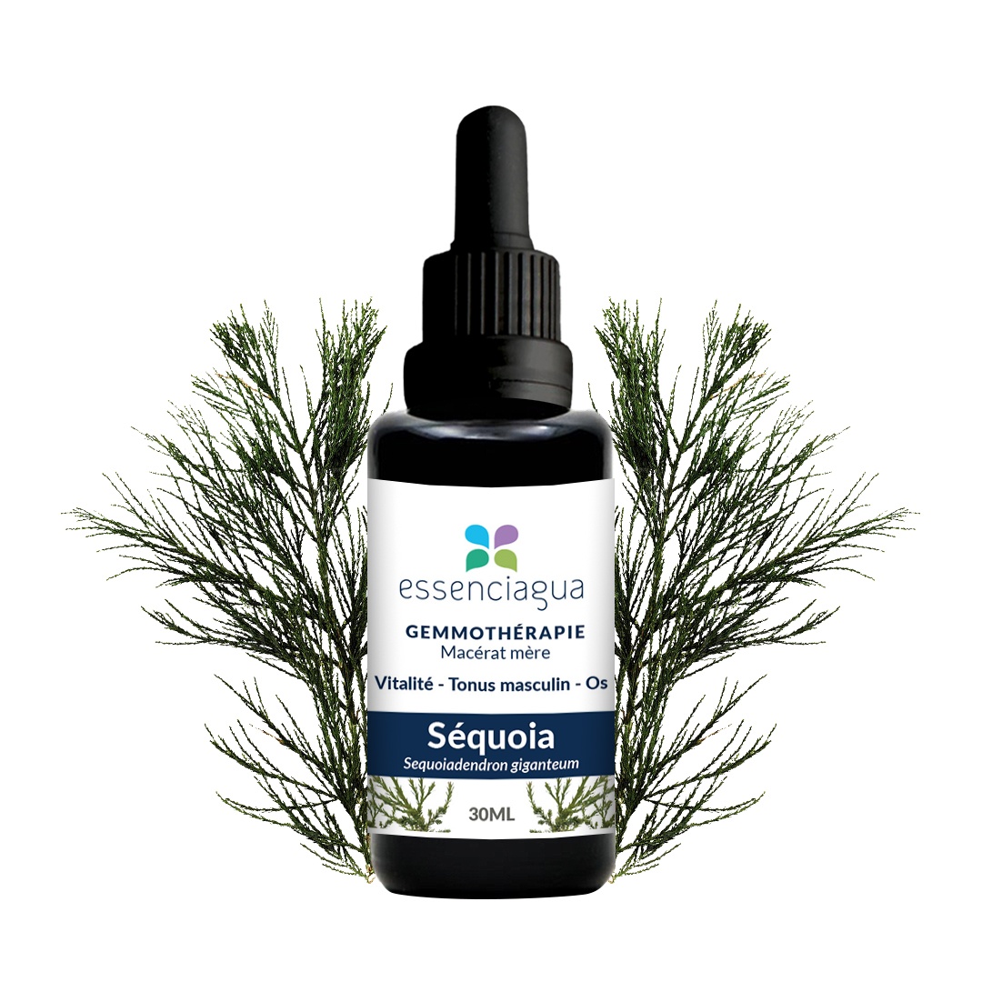 Macérat de bourgeons bio Séquoia 100% Bio et Artisanal