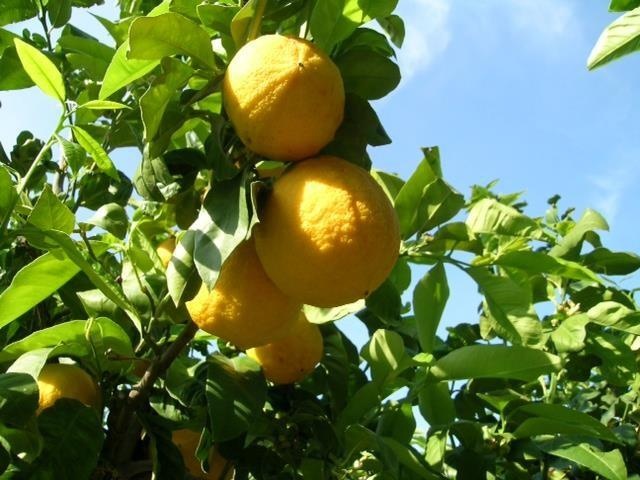 Bergamote de Calabre — photo 2