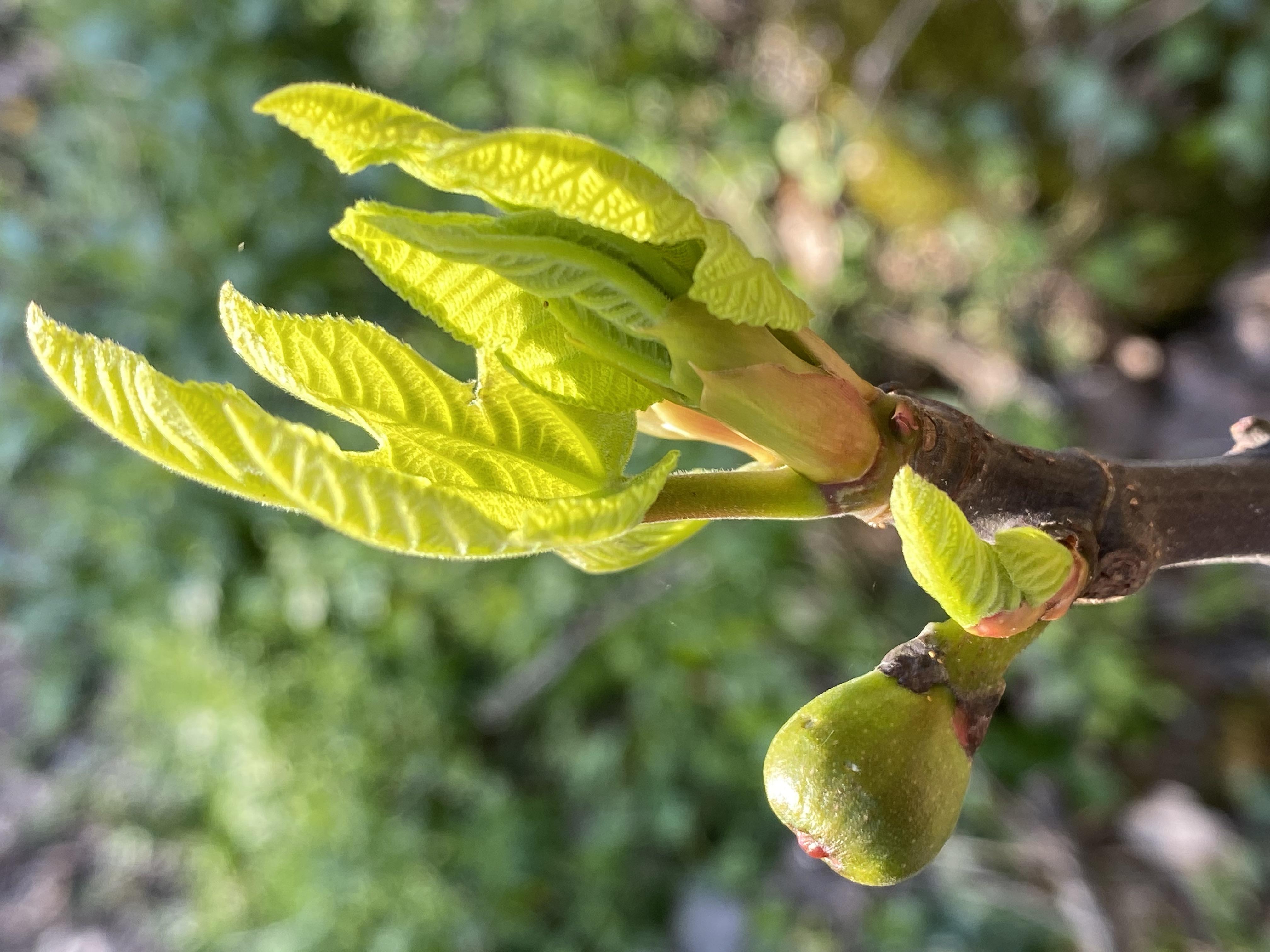 Decouvrez la distillation Macérat de bourgeons bio Figuier 100% Bio et Artisanal