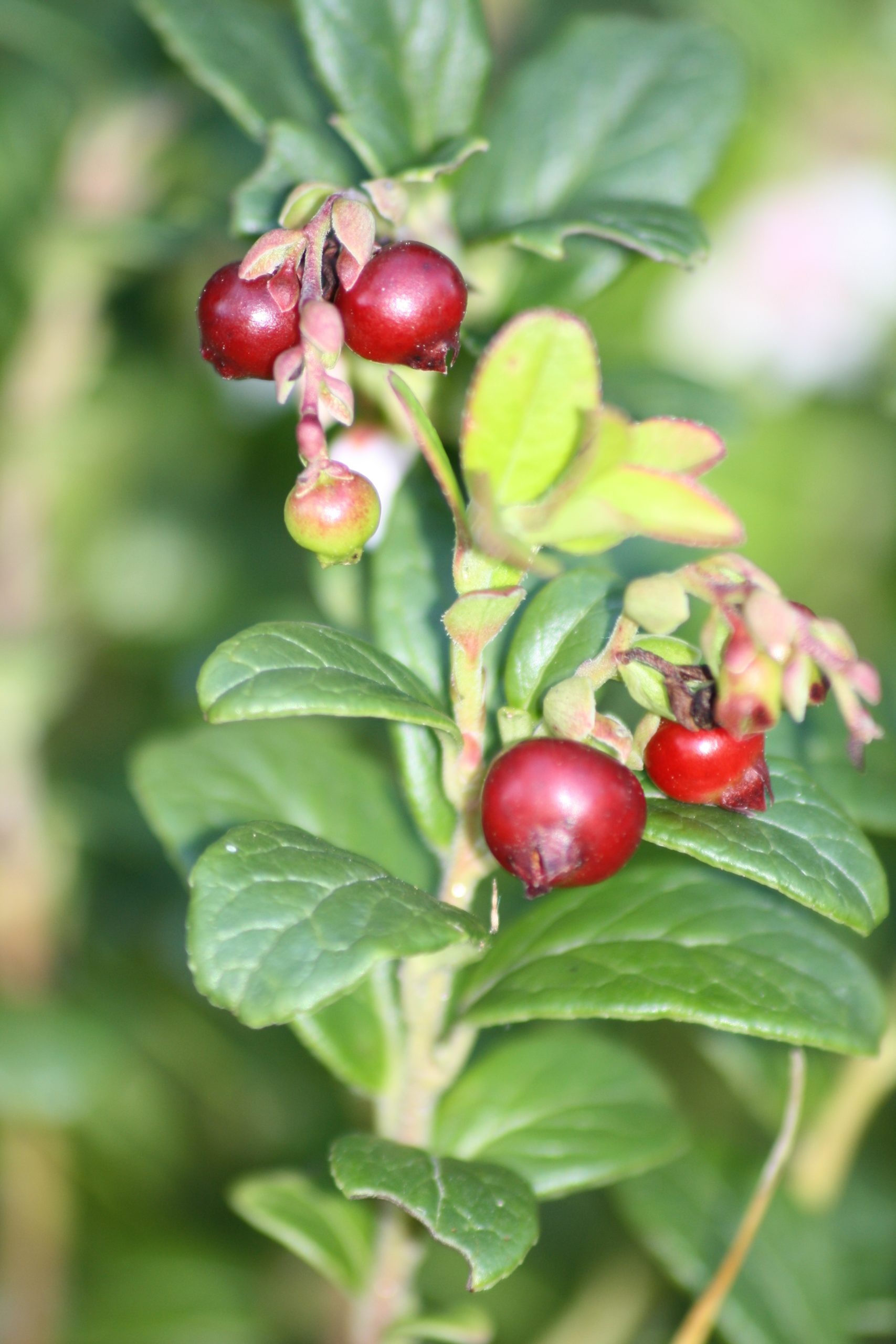Airelle rouge (Bourgeon) — photo 3