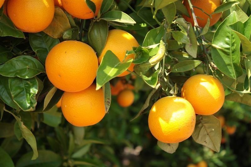 Orange douce — photo 2