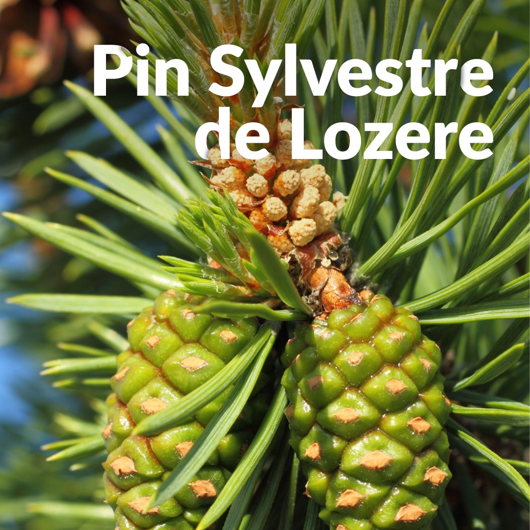 Pin sylvestre