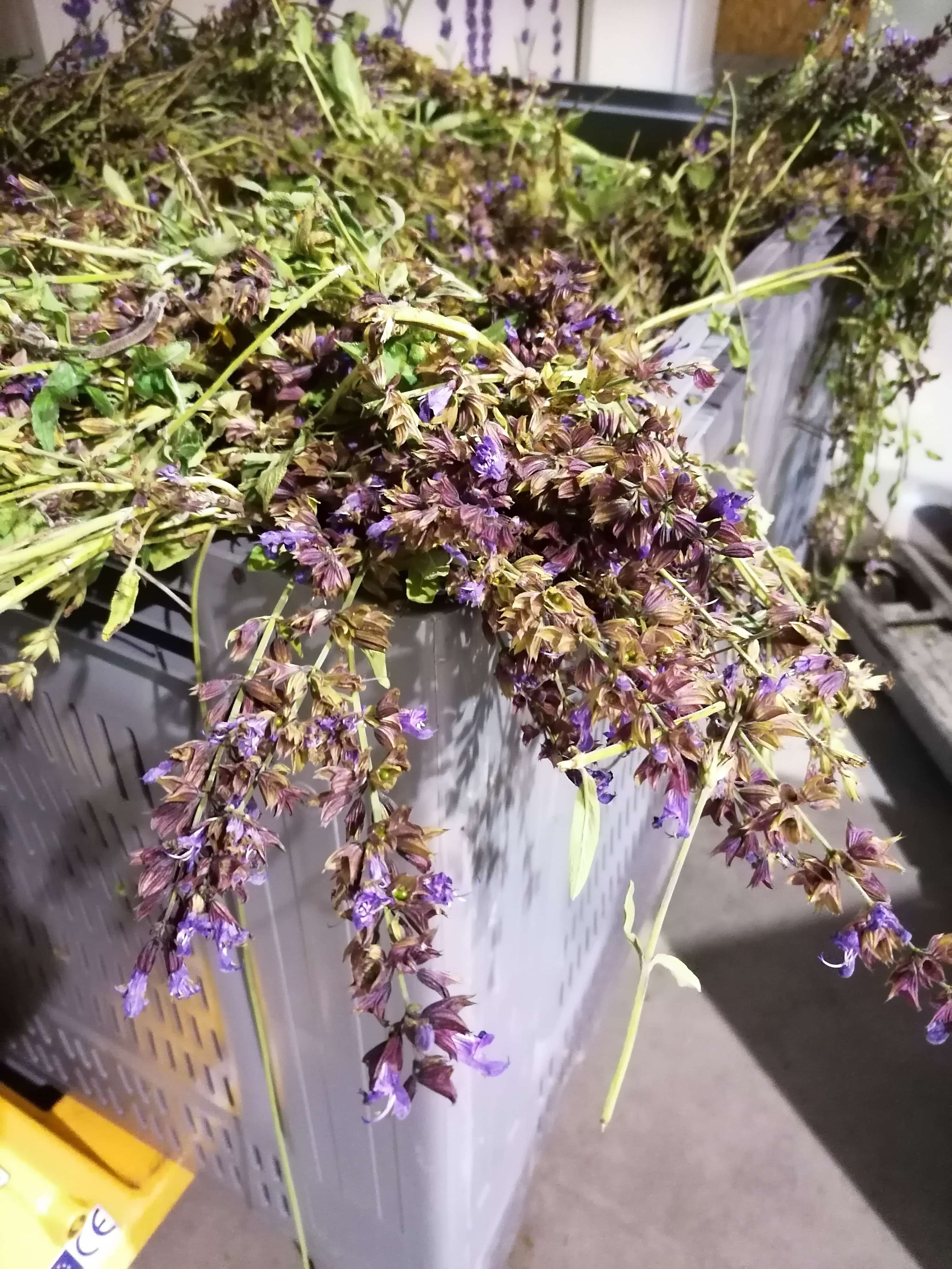 Sauge officinale
