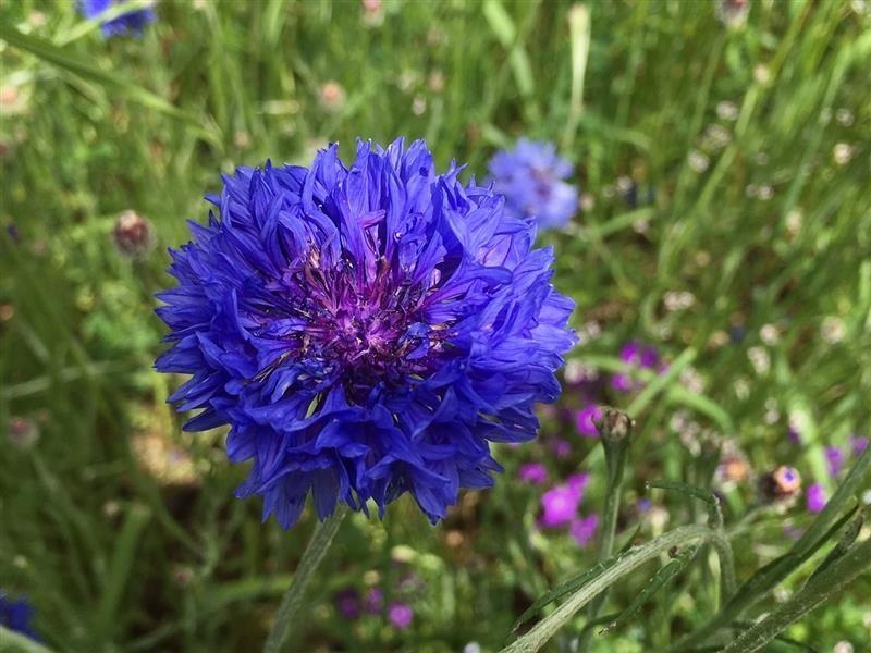 Bleuet des champs — photo 3