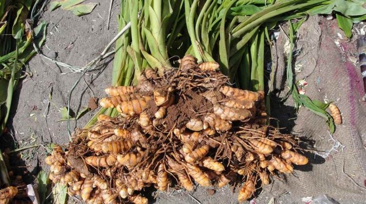 Curcuma (Rhizome) — photo 2