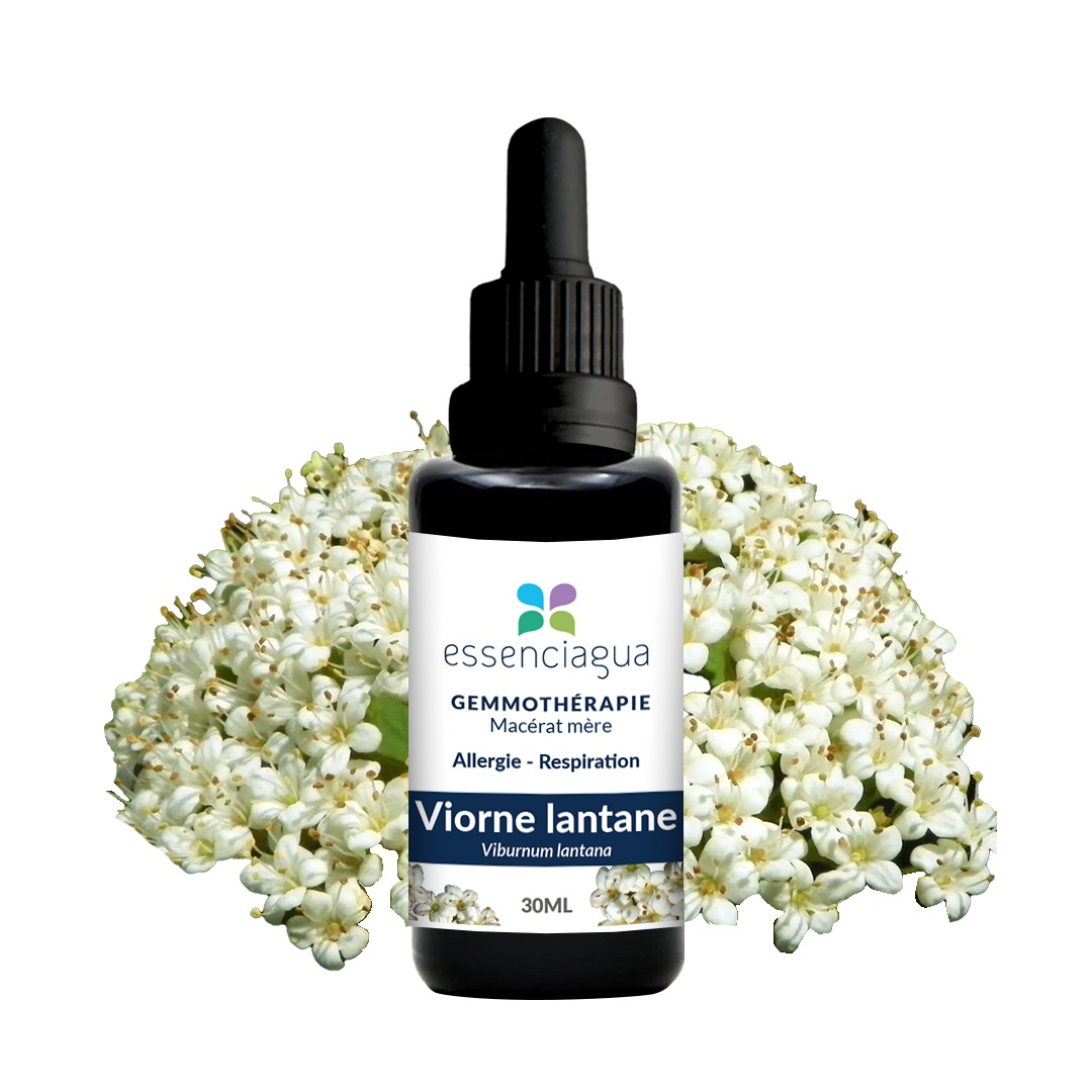 Macérat de bourgeons bio Viorne lantane 100% Bio et Artisanal