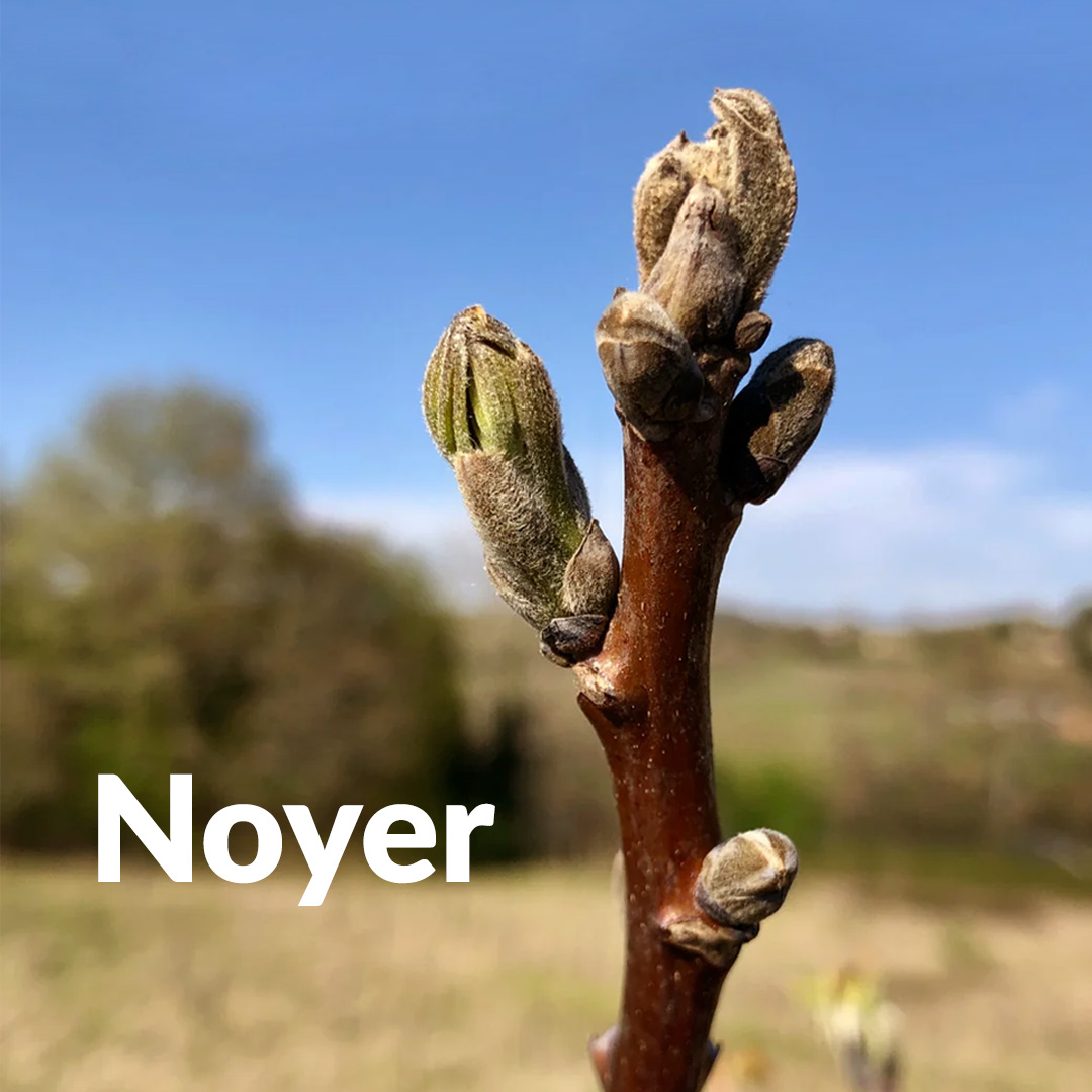 Noyer (Bourgeon)