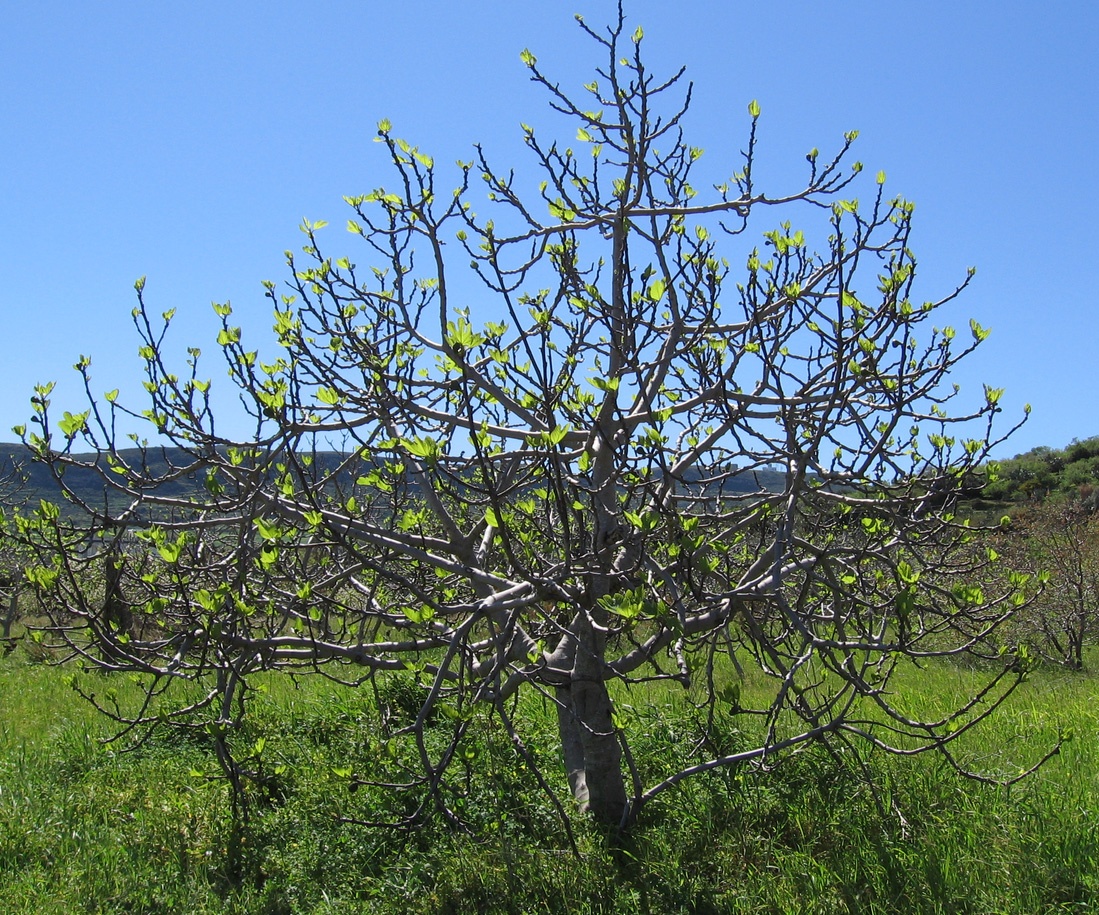 Figuier (Bourgeon) — photo 3
