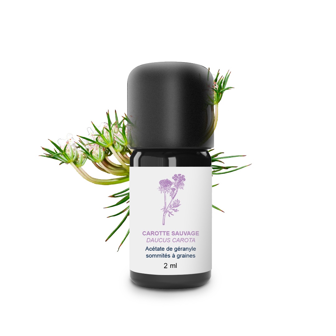 Huile Essentielle de Carotte sauvage 100% Bio et Artisanal