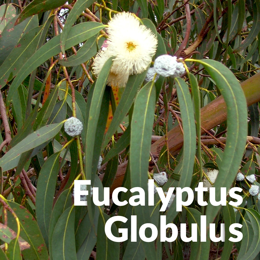 Eucalyptus globulus d'Andalousie