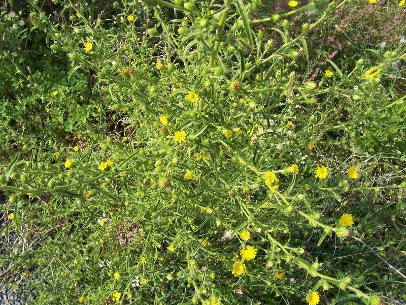 Inule — photo 2