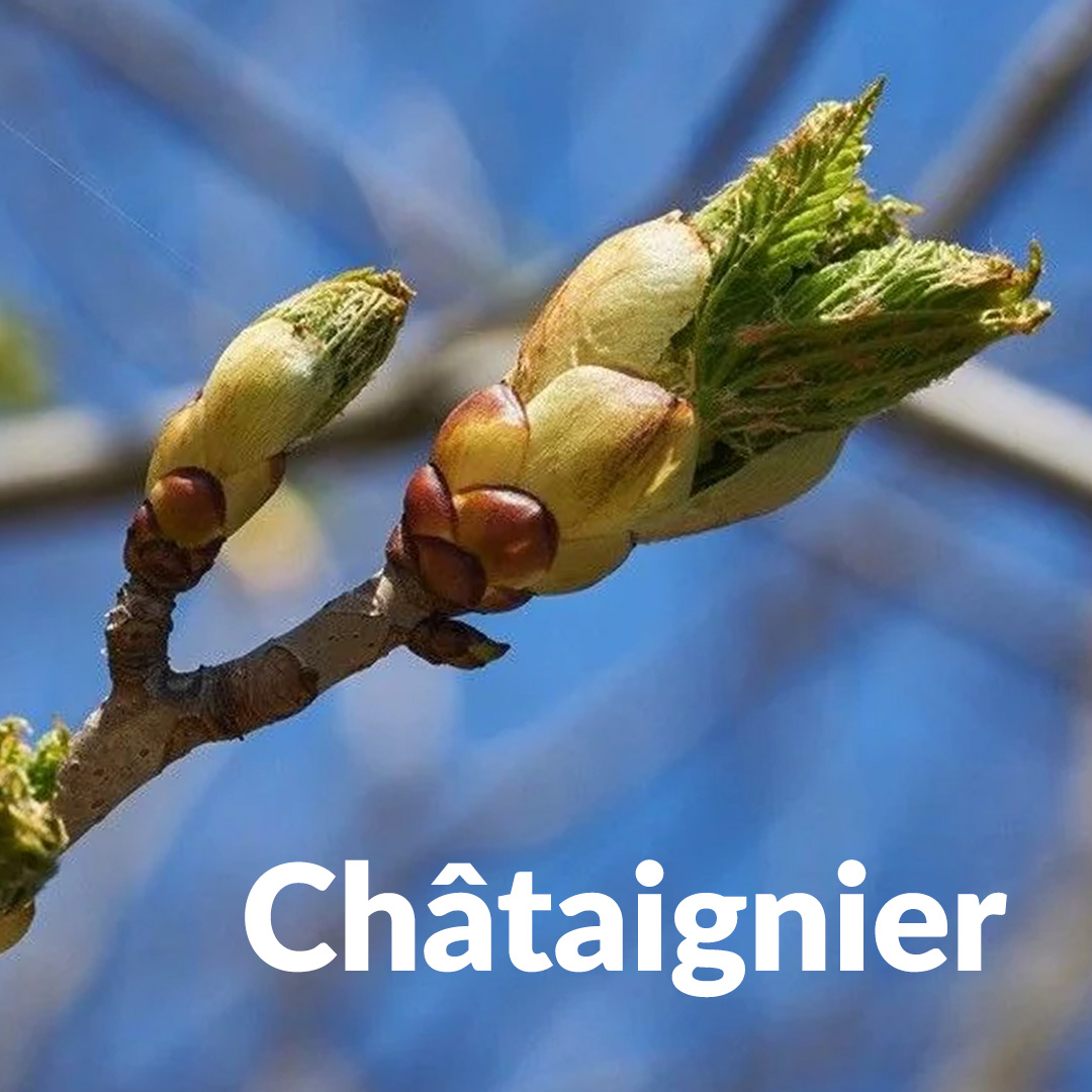 Châtaignier (Bourgeon)