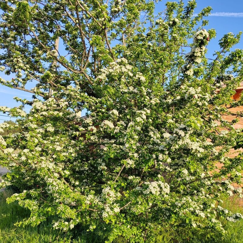 Aubépine (Bourgeon) — photo 2