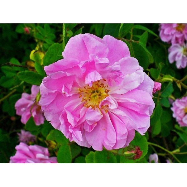 Rose de Damas — photo 3