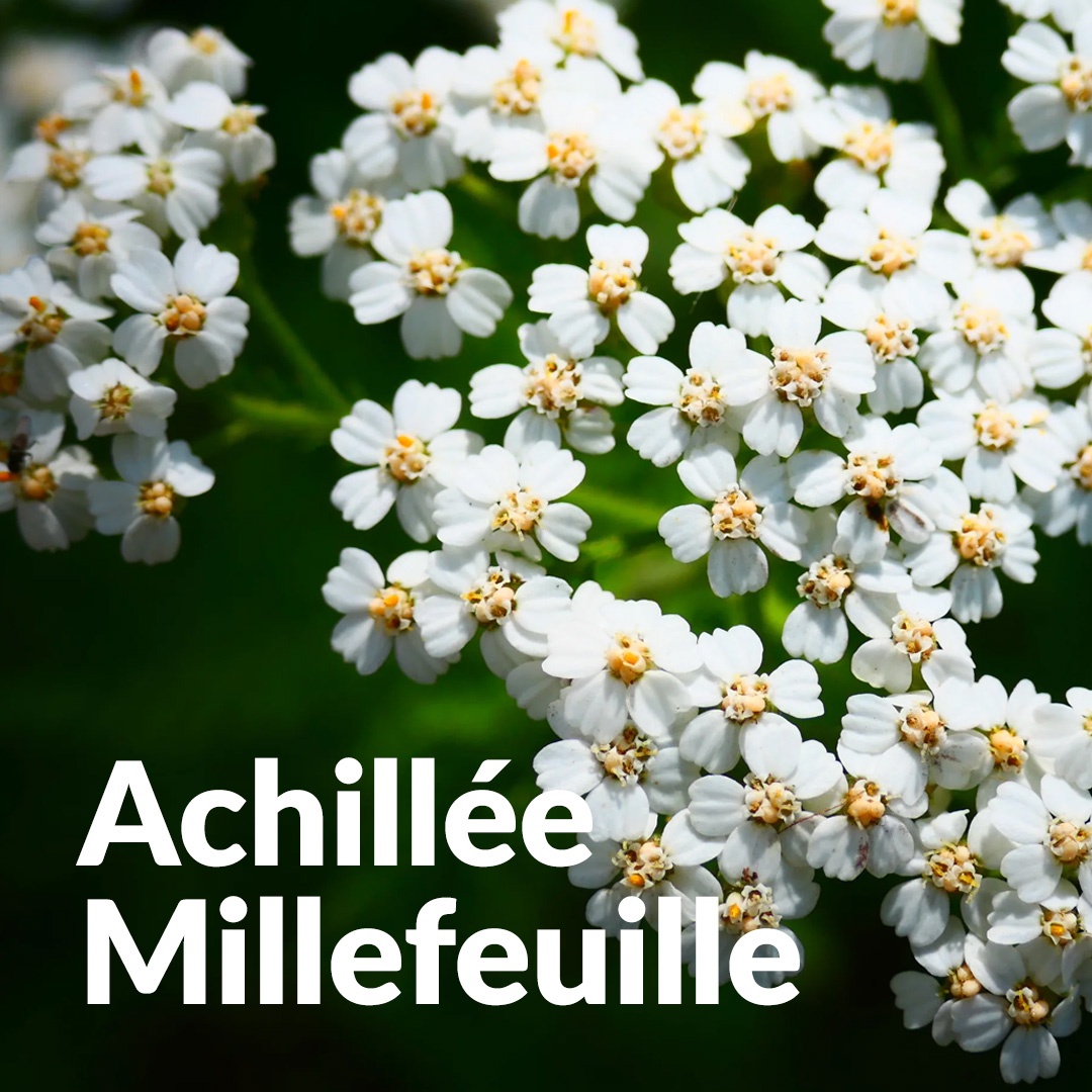 Achillée millefeuille