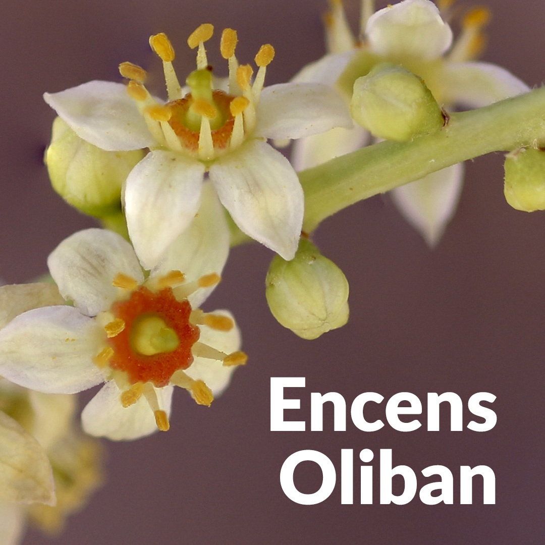 Encens Oliban
