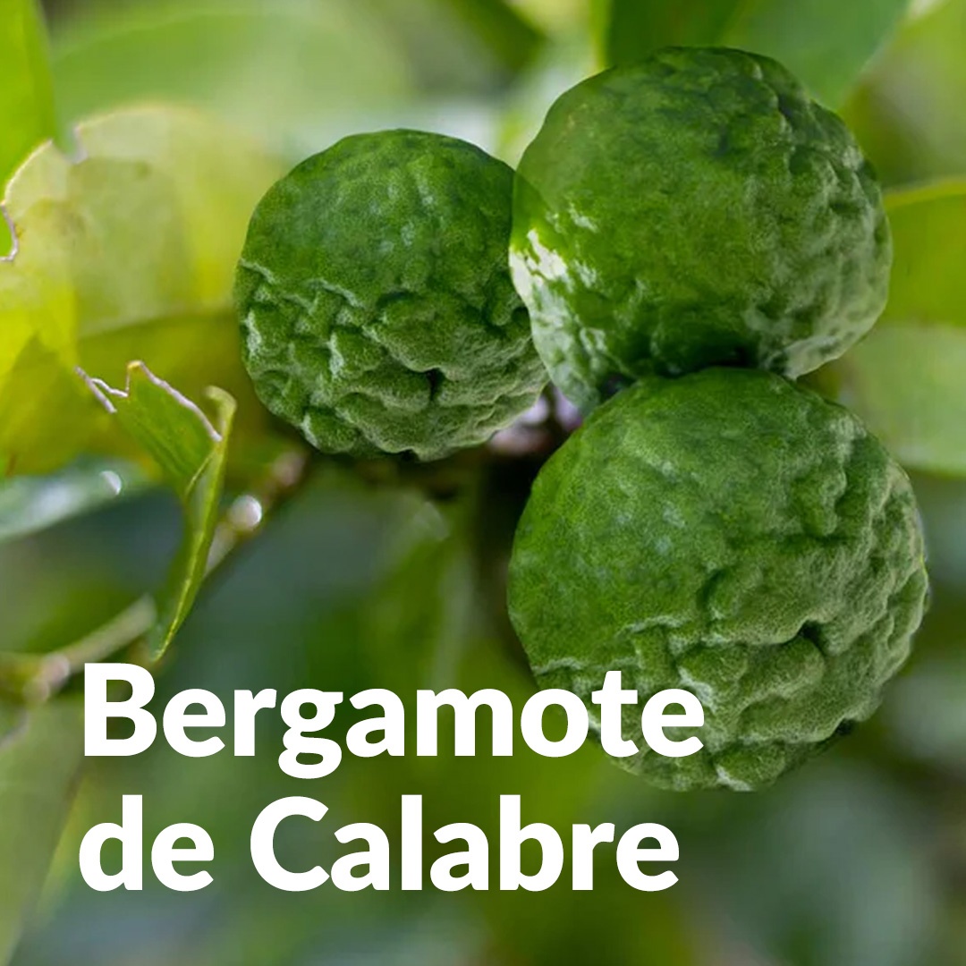 Bergamote de Calabre