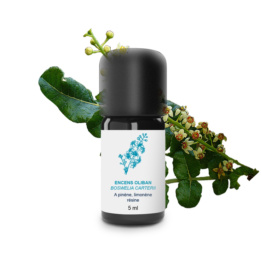 Huile Essentielle d'Encens Oliban 100% Bio et Artisanal