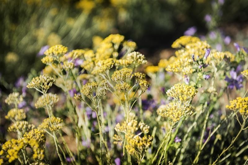 Hélichryse italienne Immortelle — photo 2