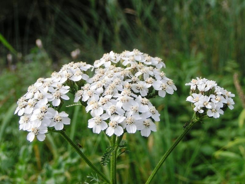 Achillée millefeuille — photo 2