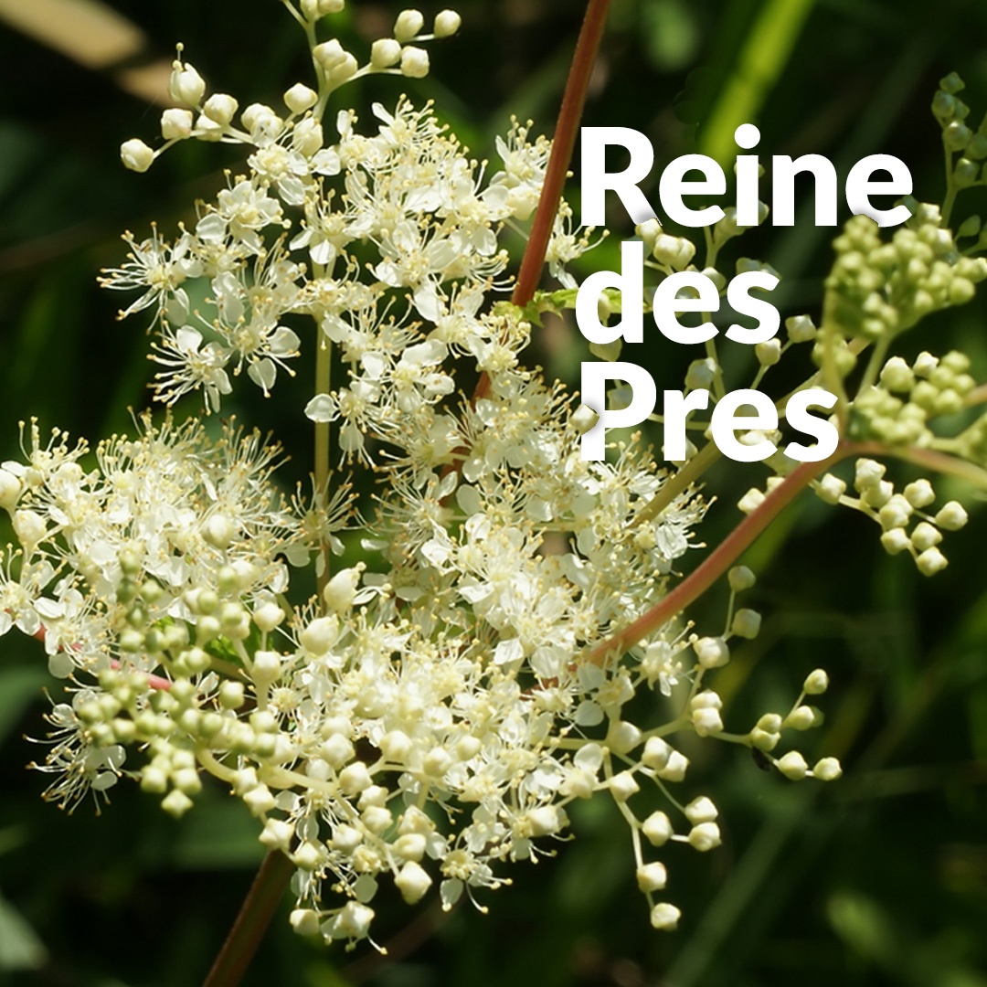 Reine des prés