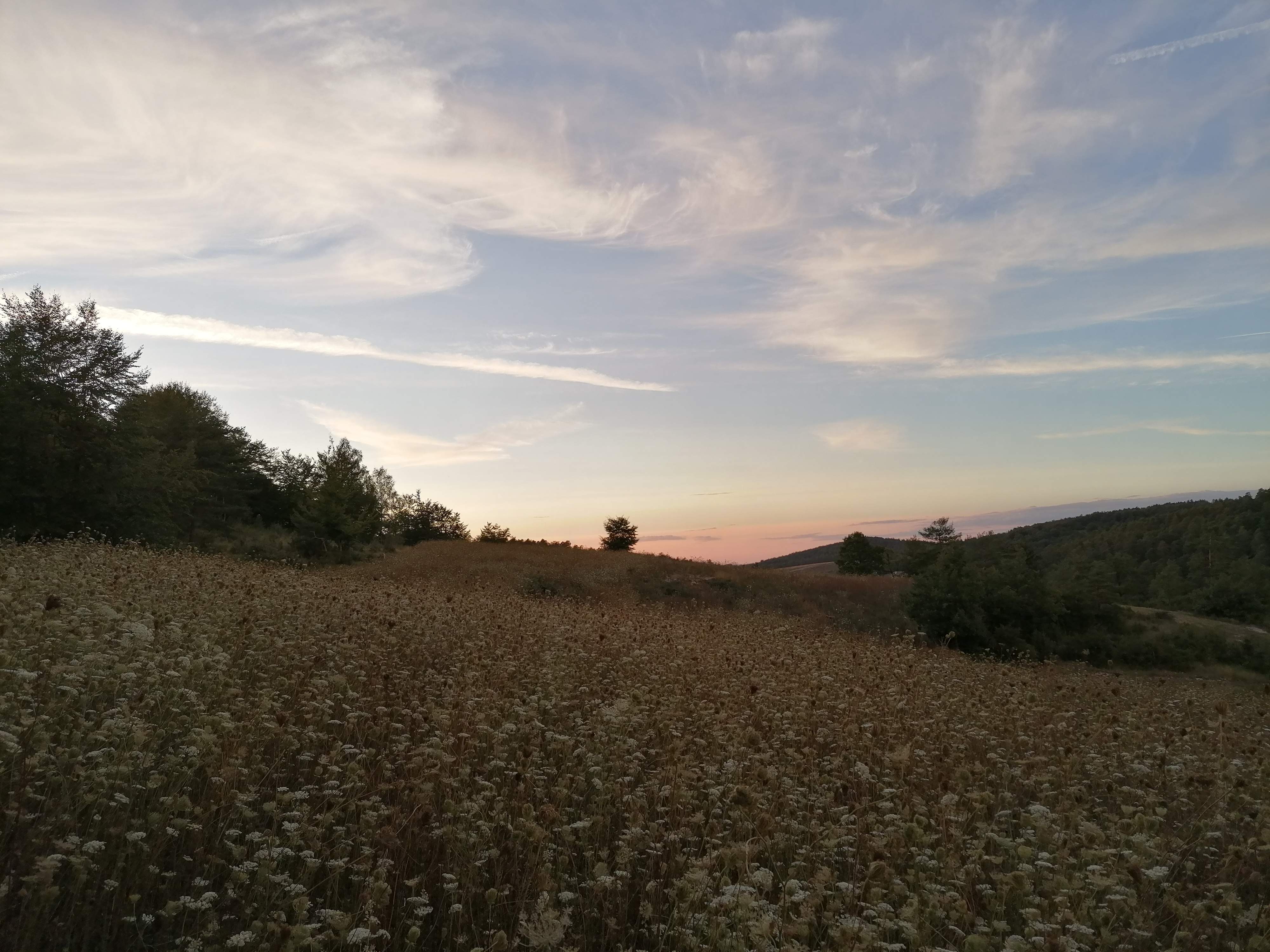 Carotte sauvage