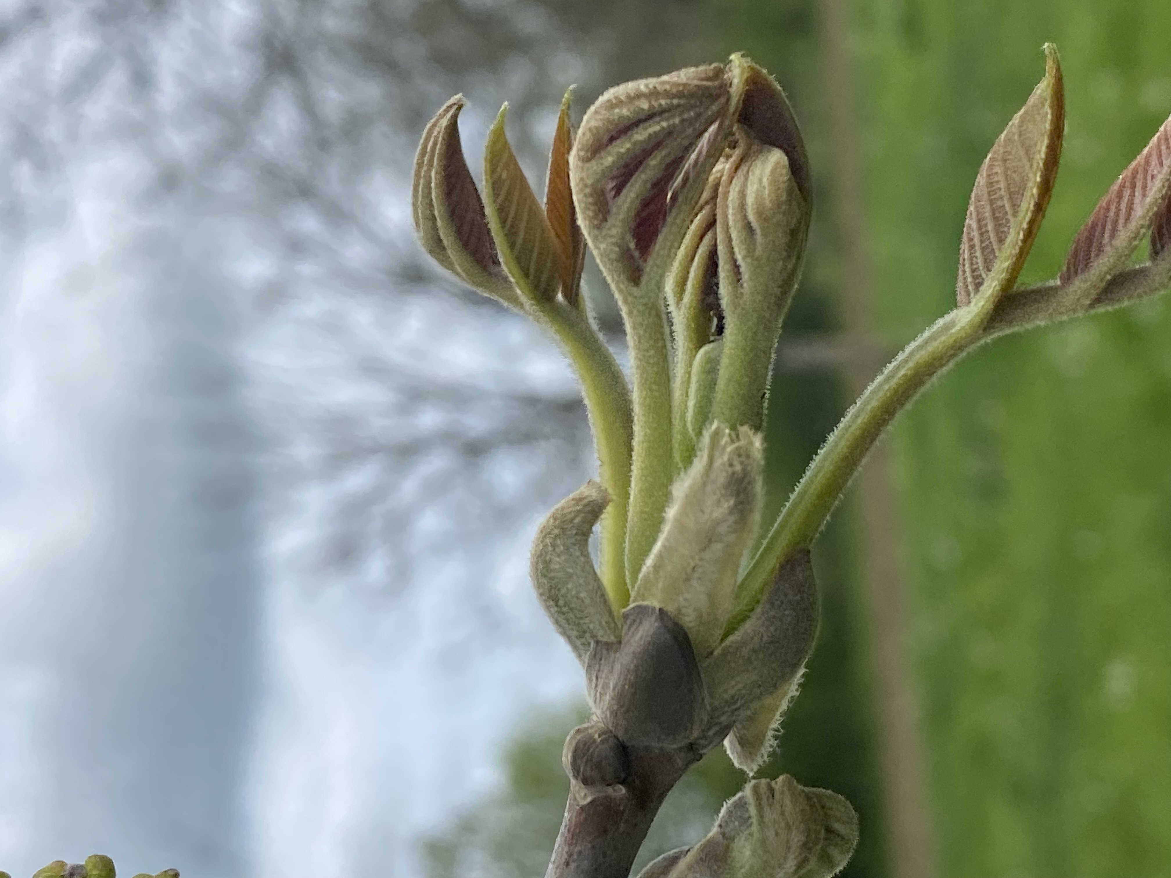 Decouvrez la distillation Macérat de bourgeons bio Noyer 100% Bio et Artisanal