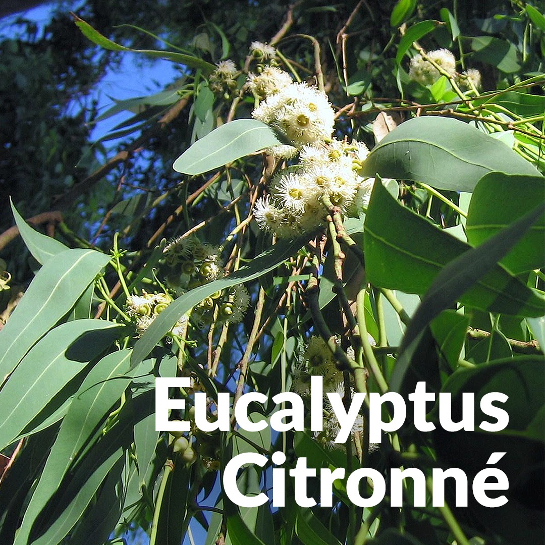 Eucalyptus citronné
