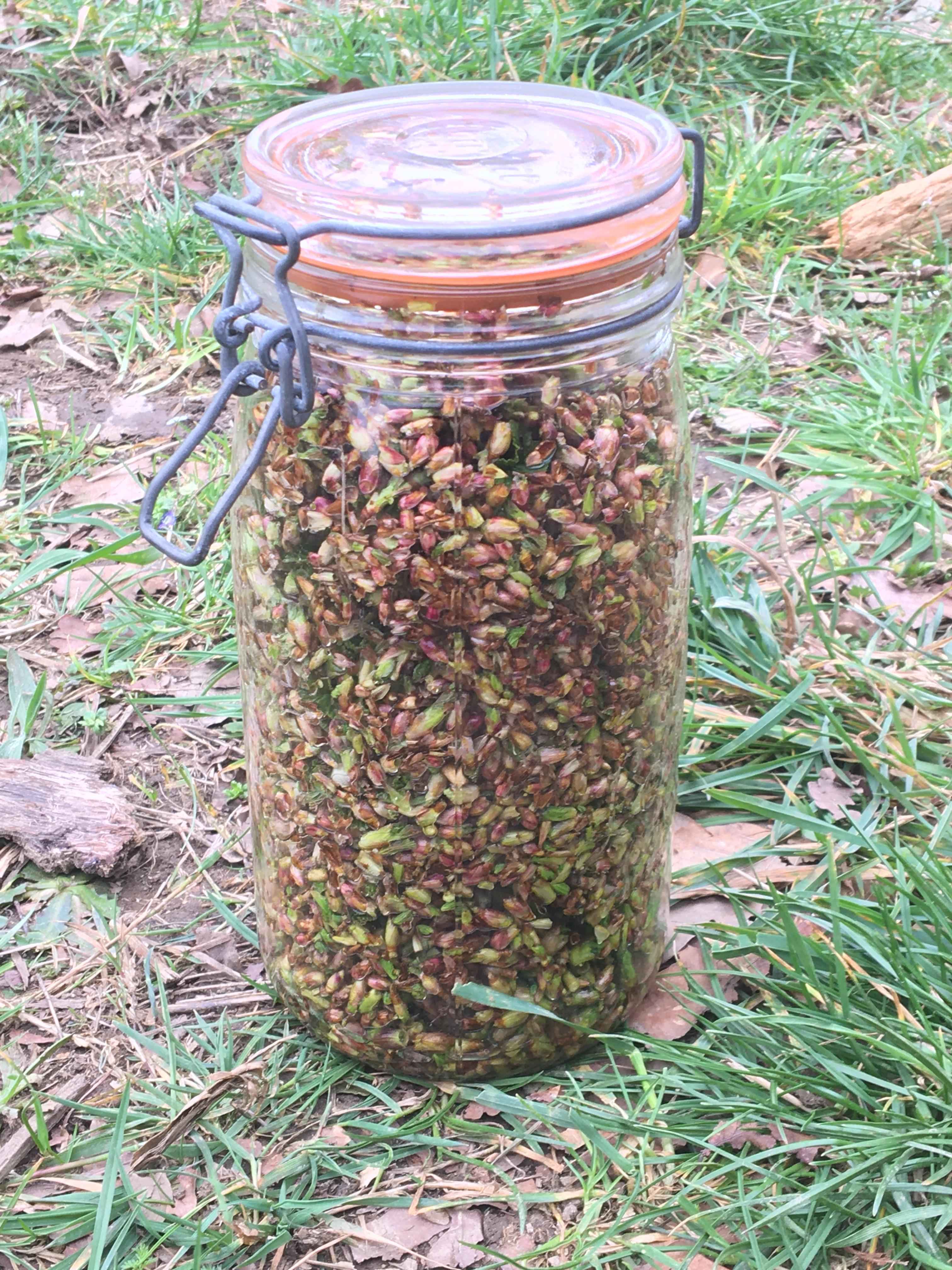 Decouvrez la distillation Macérat de bourgeons bio Cassis 100% Bio et Artisanal