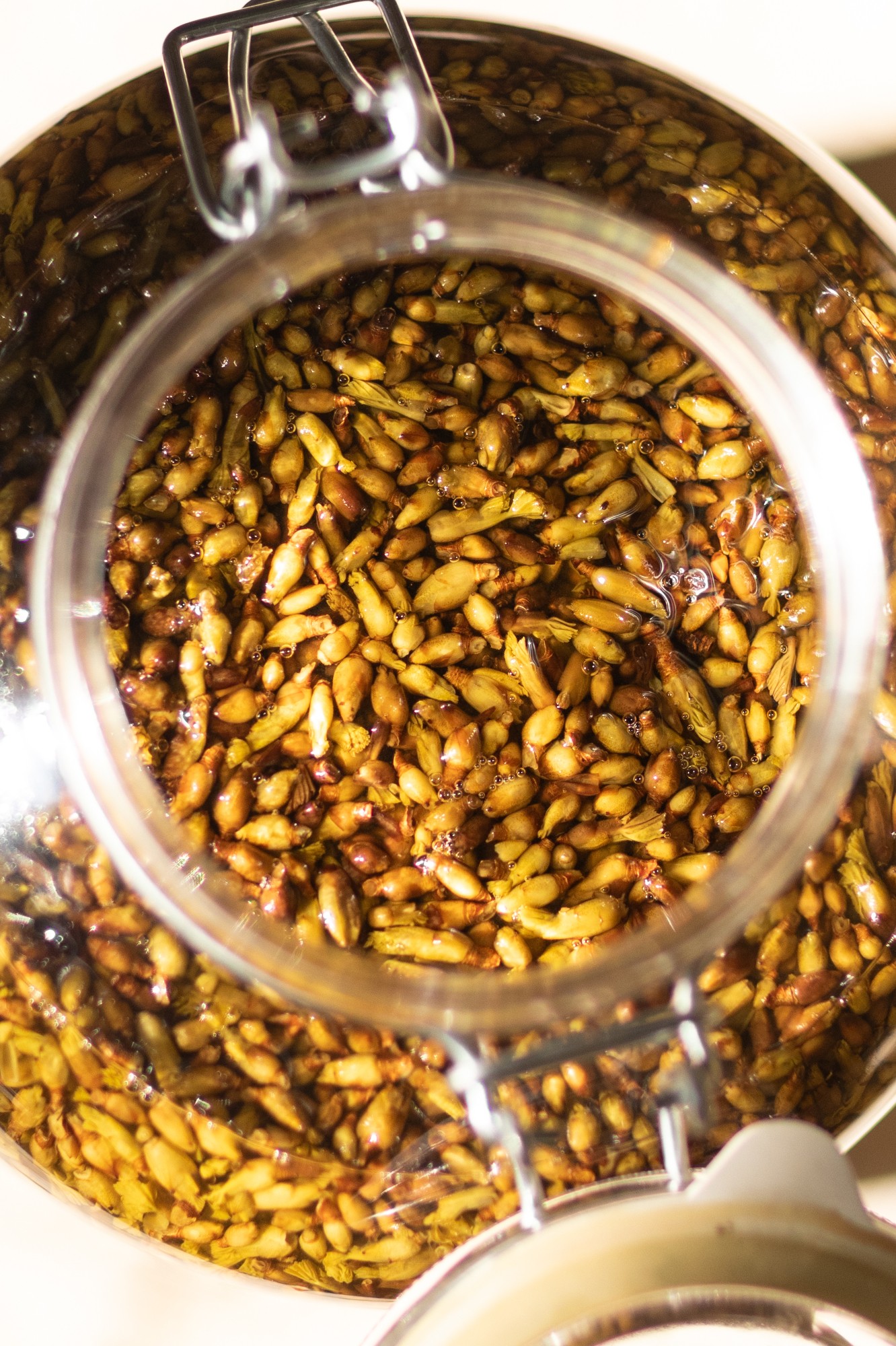 Decouvrez la distillation Macérat de bourgeons bio Cassis 100% Bio et Artisanal