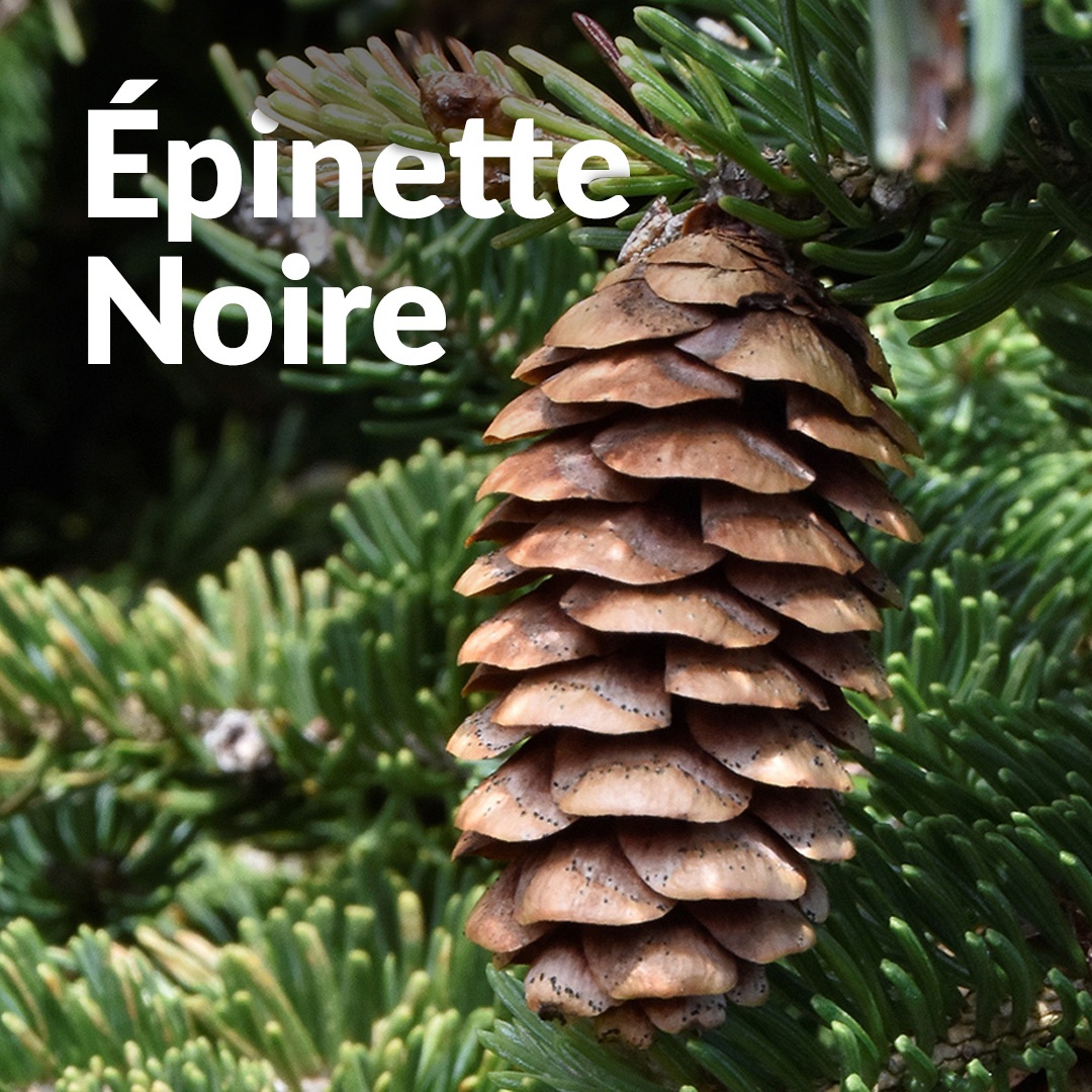 Epinette noire