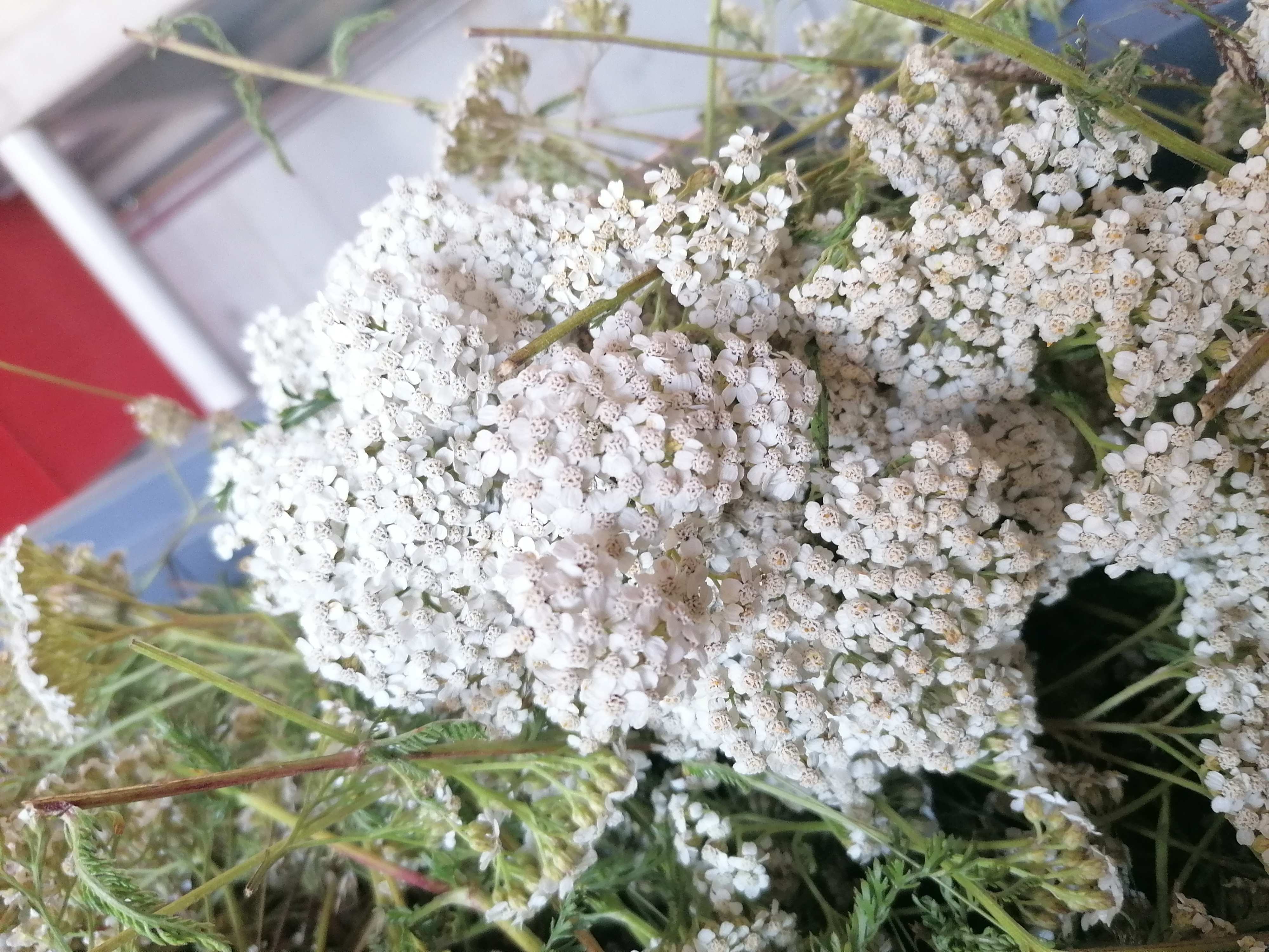 Achillée millefeuille