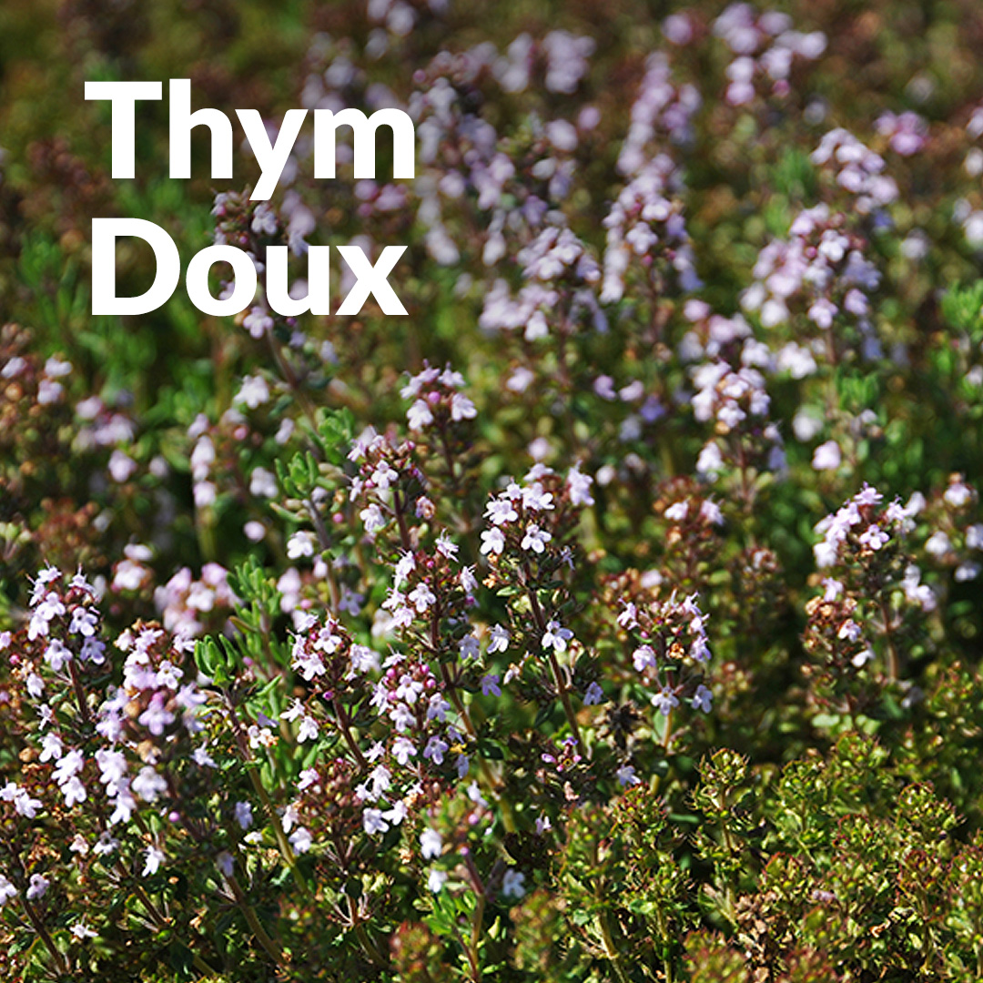 Thym doux